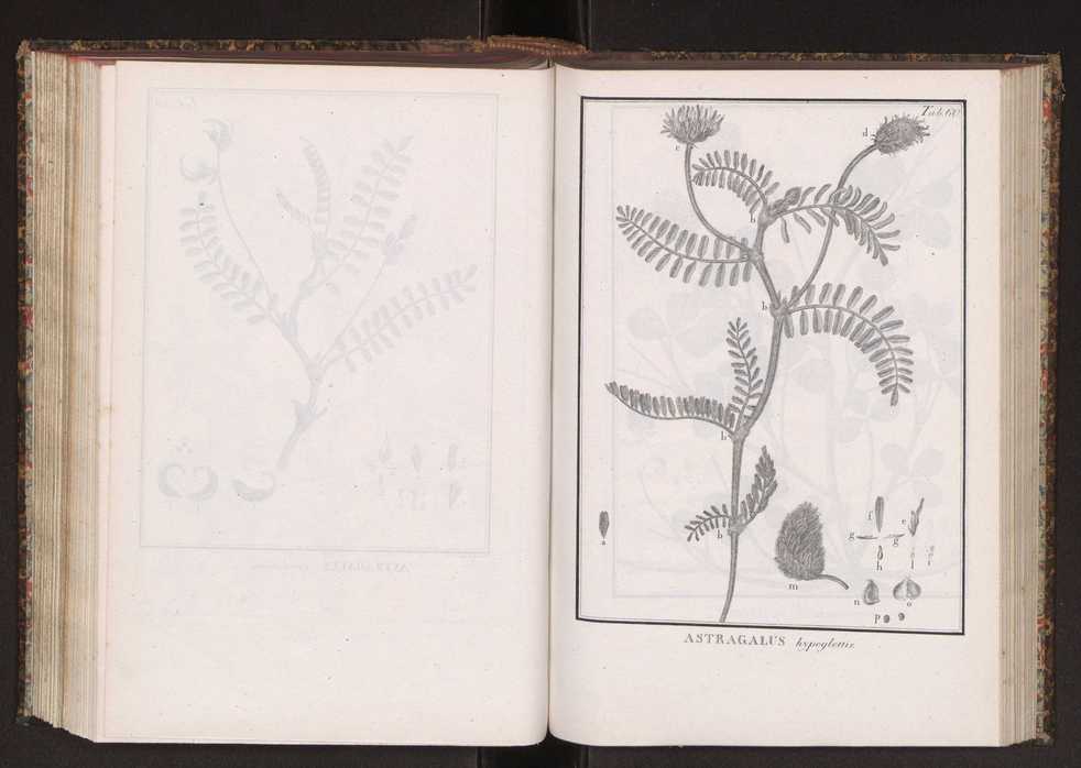 Phytographia lusitaniae selectior, seu novarum rariorum, et aliarum minus cognitarum stirpium, quae in Lusitania sponte' veniunt, ejusdemque floram spectant, descriptiones iconibus illustratae. Vol. 2 193
