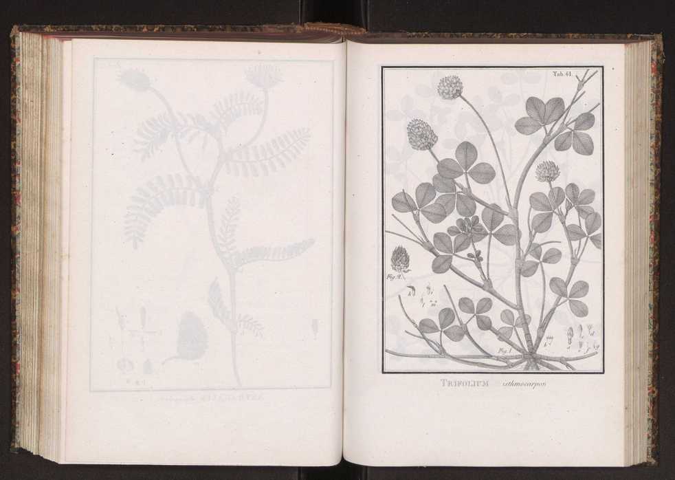 Phytographia lusitaniae selectior, seu novarum rariorum, et aliarum minus cognitarum stirpium, quae in Lusitania sponte' veniunt, ejusdemque floram spectant, descriptiones iconibus illustratae. Vol. 2 194