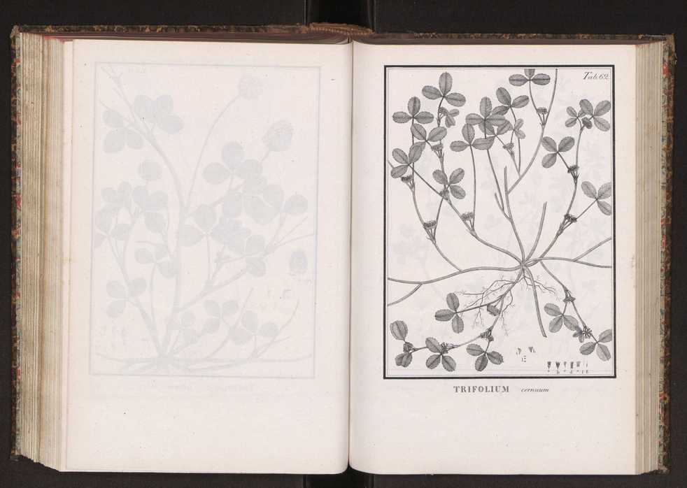 Phytographia lusitaniae selectior, seu novarum rariorum, et aliarum minus cognitarum stirpium, quae in Lusitania sponte' veniunt, ejusdemque floram spectant, descriptiones iconibus illustratae. Vol. 2 195