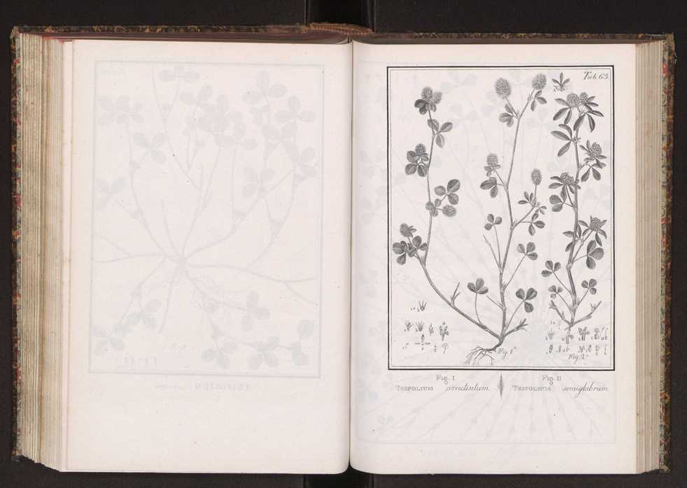 Phytographia lusitaniae selectior, seu novarum rariorum, et aliarum minus cognitarum stirpium, quae in Lusitania sponte' veniunt, ejusdemque floram spectant, descriptiones iconibus illustratae. Vol. 2 196