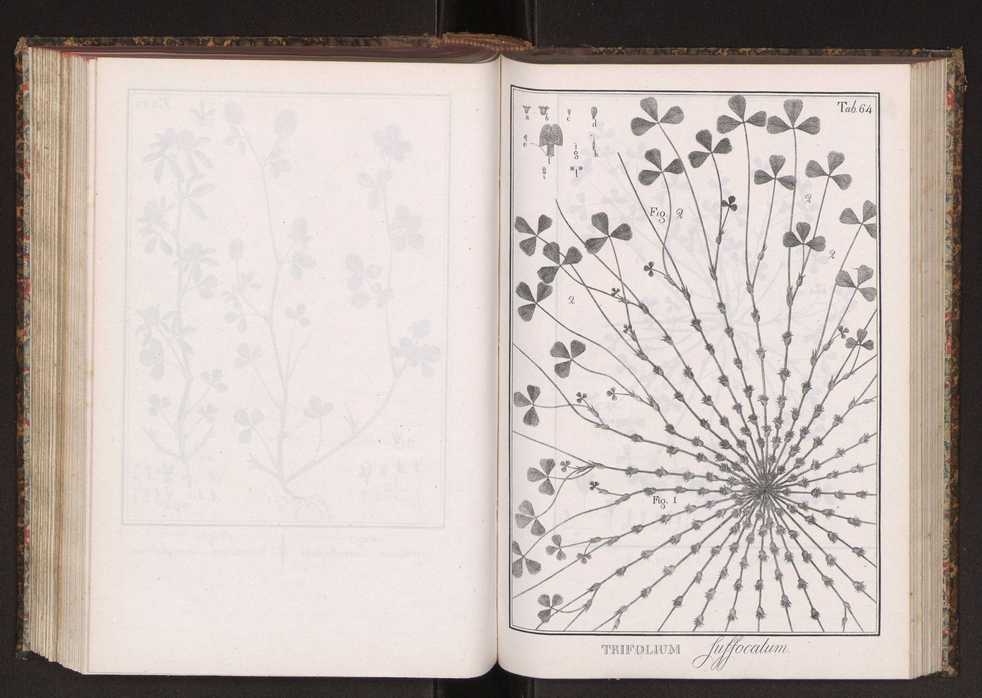 Phytographia lusitaniae selectior, seu novarum rariorum, et aliarum minus cognitarum stirpium, quae in Lusitania sponte' veniunt, ejusdemque floram spectant, descriptiones iconibus illustratae. Vol. 2 197