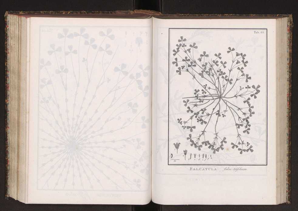 Phytographia lusitaniae selectior, seu novarum rariorum, et aliarum minus cognitarum stirpium, quae in Lusitania sponte' veniunt, ejusdemque floram spectant, descriptiones iconibus illustratae. Vol. 2 198