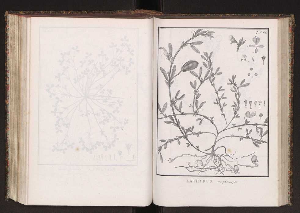 Phytographia lusitaniae selectior, seu novarum rariorum, et aliarum minus cognitarum stirpium, quae in Lusitania sponte' veniunt, ejusdemque floram spectant, descriptiones iconibus illustratae. Vol. 2 199