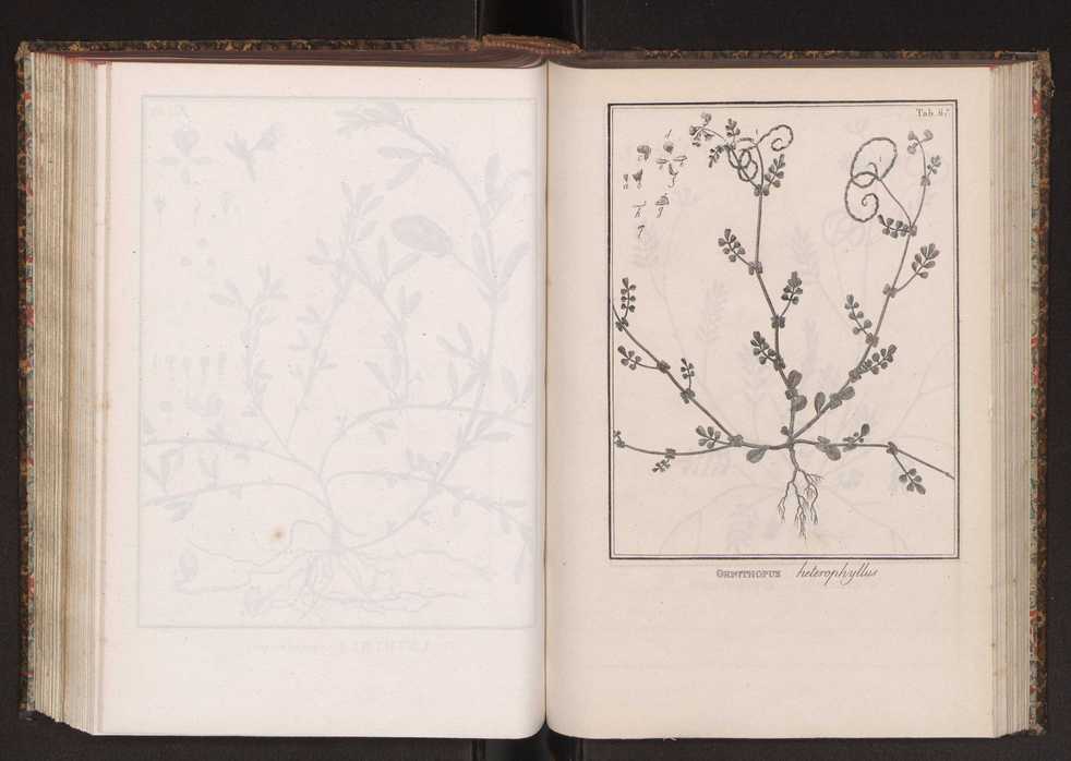 Phytographia lusitaniae selectior, seu novarum rariorum, et aliarum minus cognitarum stirpium, quae in Lusitania sponte' veniunt, ejusdemque floram spectant, descriptiones iconibus illustratae. Vol. 2 200