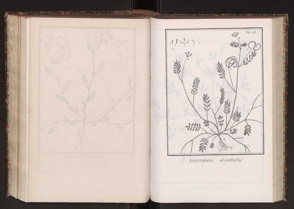 Phytographia lusitaniae selectior, seu novarum rariorum, et aliarum minus cognitarum stirpium, quae in Lusitania sponte' veniunt, ejusdemque floram spectant, descriptiones iconibus illustratae. Vol. 2 201