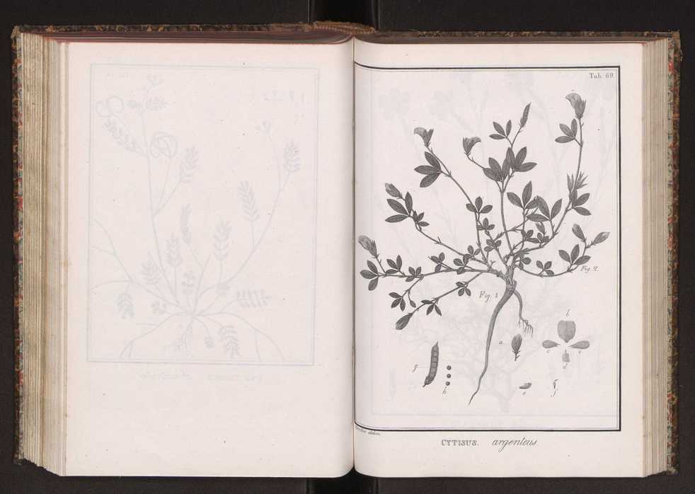 Phytographia lusitaniae selectior, seu novarum rariorum, et aliarum minus cognitarum stirpium, quae in Lusitania sponte' veniunt, ejusdemque floram spectant, descriptiones iconibus illustratae. Vol. 2 202