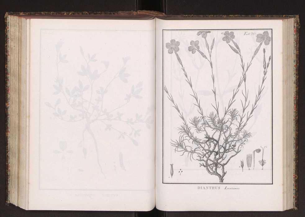 Phytographia lusitaniae selectior, seu novarum rariorum, et aliarum minus cognitarum stirpium, quae in Lusitania sponte' veniunt, ejusdemque floram spectant, descriptiones iconibus illustratae. Vol. 2 203
