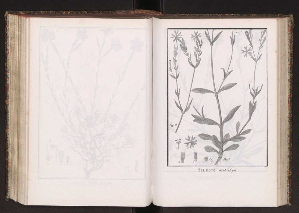 Phytographia lusitaniae selectior, seu novarum rariorum, et aliarum minus cognitarum stirpium, quae in Lusitania sponte' veniunt, ejusdemque floram spectant, descriptiones iconibus illustratae. Vol. 2 204