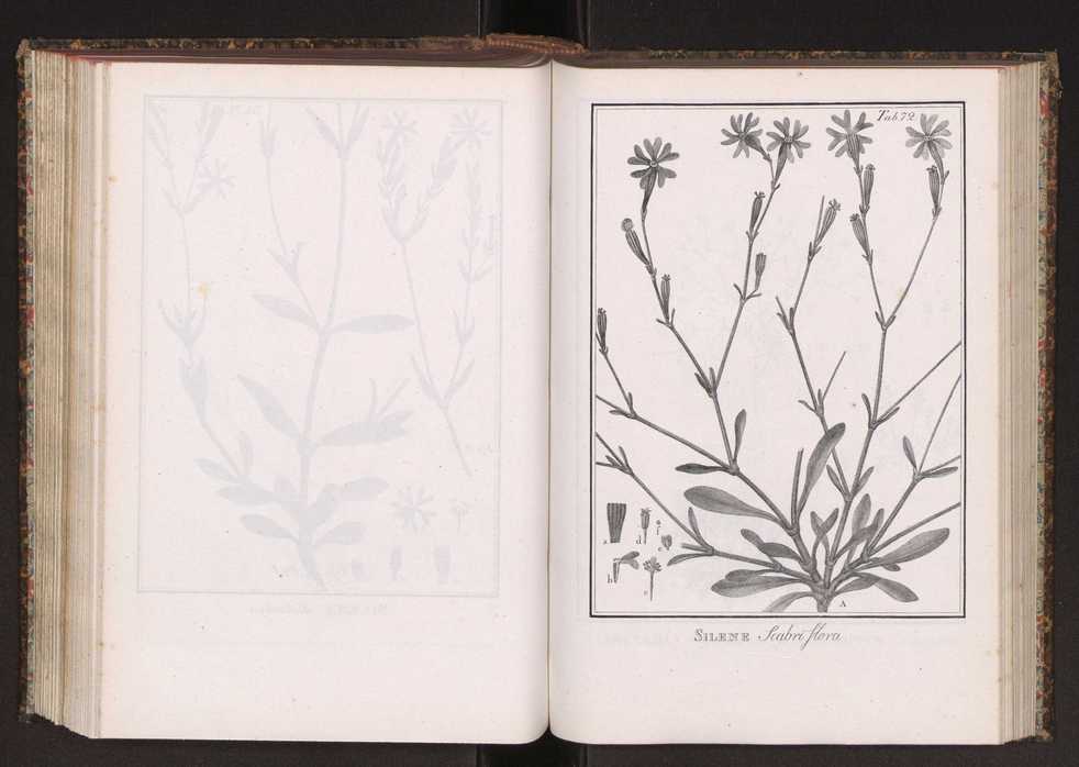 Phytographia lusitaniae selectior, seu novarum rariorum, et aliarum minus cognitarum stirpium, quae in Lusitania sponte' veniunt, ejusdemque floram spectant, descriptiones iconibus illustratae. Vol. 2 205