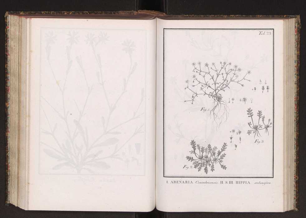 Phytographia lusitaniae selectior, seu novarum rariorum, et aliarum minus cognitarum stirpium, quae in Lusitania sponte' veniunt, ejusdemque floram spectant, descriptiones iconibus illustratae. Vol. 2 206