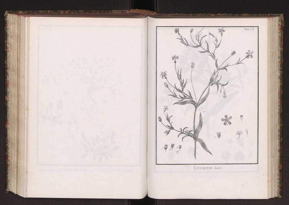Phytographia lusitaniae selectior, seu novarum rariorum, et aliarum minus cognitarum stirpium, quae in Lusitania sponte' veniunt, ejusdemque floram spectant, descriptiones iconibus illustratae. Vol. 2 207