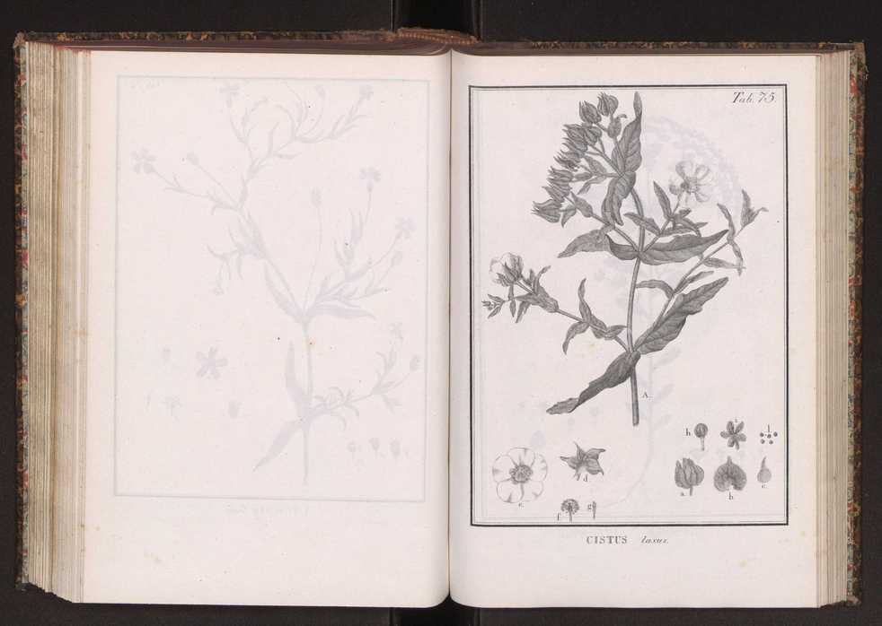 Phytographia lusitaniae selectior, seu novarum rariorum, et aliarum minus cognitarum stirpium, quae in Lusitania sponte' veniunt, ejusdemque floram spectant, descriptiones iconibus illustratae. Vol. 2 208