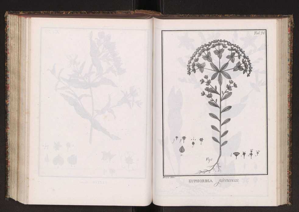 Phytographia lusitaniae selectior, seu novarum rariorum, et aliarum minus cognitarum stirpium, quae in Lusitania sponte' veniunt, ejusdemque floram spectant, descriptiones iconibus illustratae. Vol. 2 209