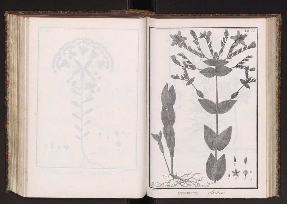 Phytographia lusitaniae selectior, seu novarum rariorum, et aliarum minus cognitarum stirpium, quae in Lusitania sponte' veniunt, ejusdemque floram spectant, descriptiones iconibus illustratae. Vol. 2 210
