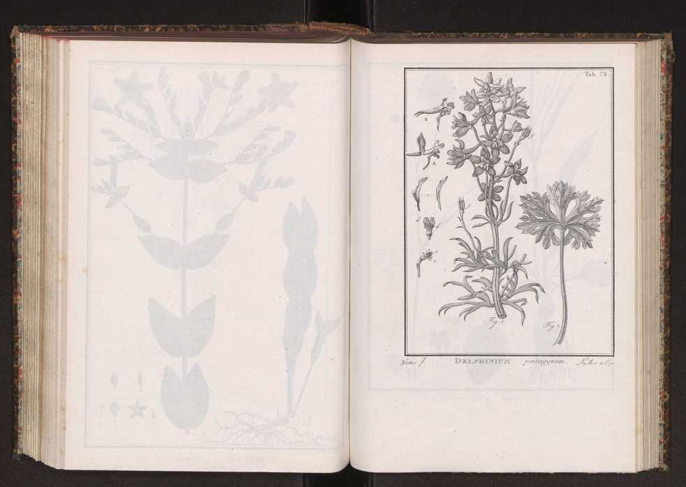 Phytographia lusitaniae selectior, seu novarum rariorum, et aliarum minus cognitarum stirpium, quae in Lusitania sponte' veniunt, ejusdemque floram spectant, descriptiones iconibus illustratae. Vol. 2 211