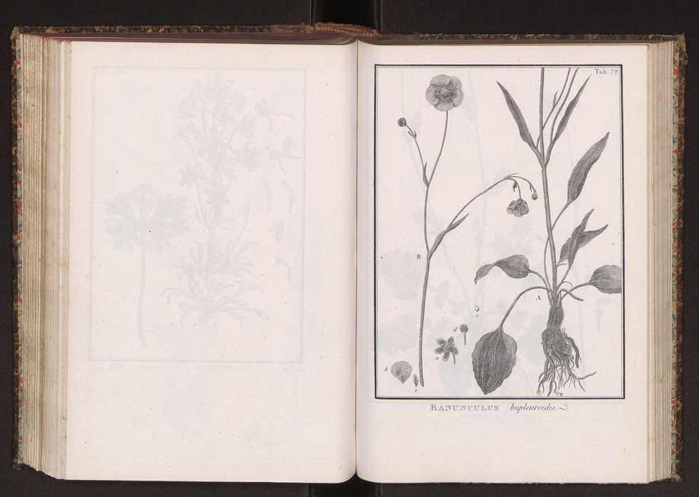 Phytographia lusitaniae selectior, seu novarum rariorum, et aliarum minus cognitarum stirpium, quae in Lusitania sponte' veniunt, ejusdemque floram spectant, descriptiones iconibus illustratae. Vol. 2 212