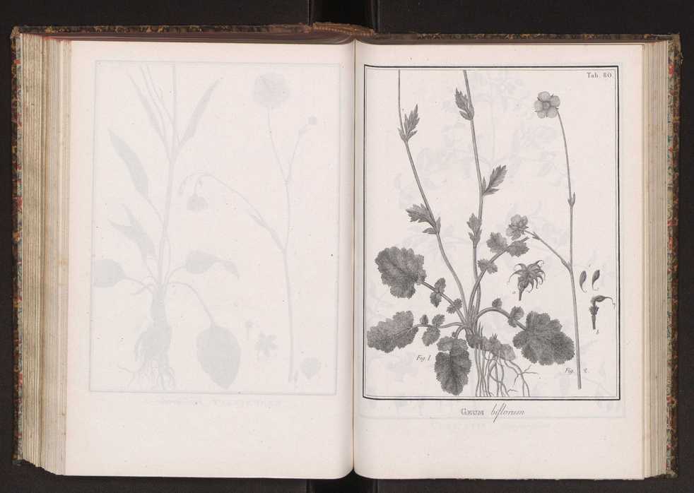 Phytographia lusitaniae selectior, seu novarum rariorum, et aliarum minus cognitarum stirpium, quae in Lusitania sponte' veniunt, ejusdemque floram spectant, descriptiones iconibus illustratae. Vol. 2 213