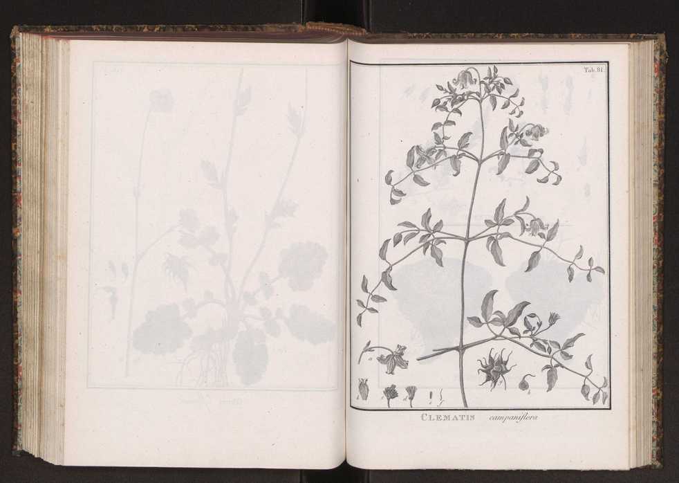 Phytographia lusitaniae selectior, seu novarum rariorum, et aliarum minus cognitarum stirpium, quae in Lusitania sponte' veniunt, ejusdemque floram spectant, descriptiones iconibus illustratae. Vol. 2 214