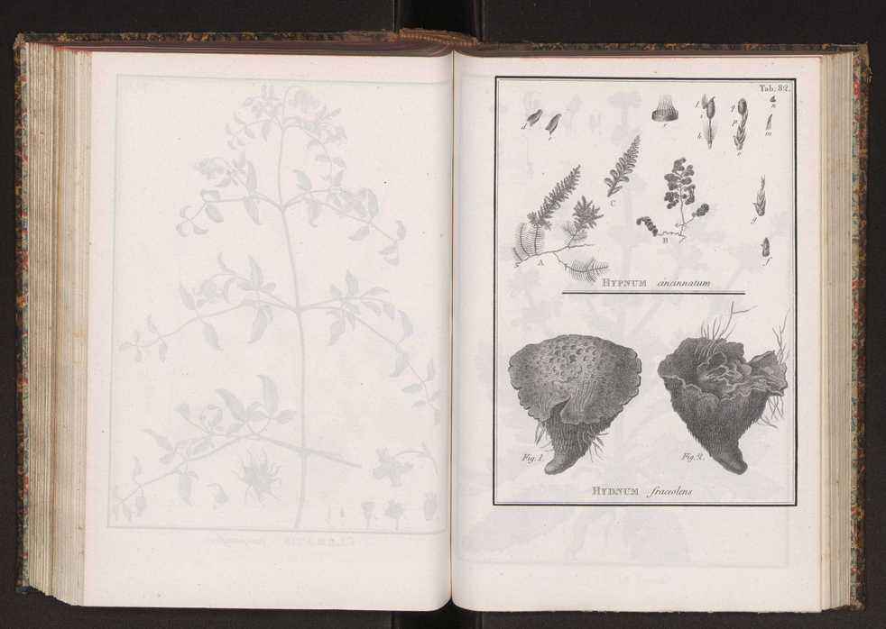 Phytographia lusitaniae selectior, seu novarum rariorum, et aliarum minus cognitarum stirpium, quae in Lusitania sponte' veniunt, ejusdemque floram spectant, descriptiones iconibus illustratae. Vol. 2 215