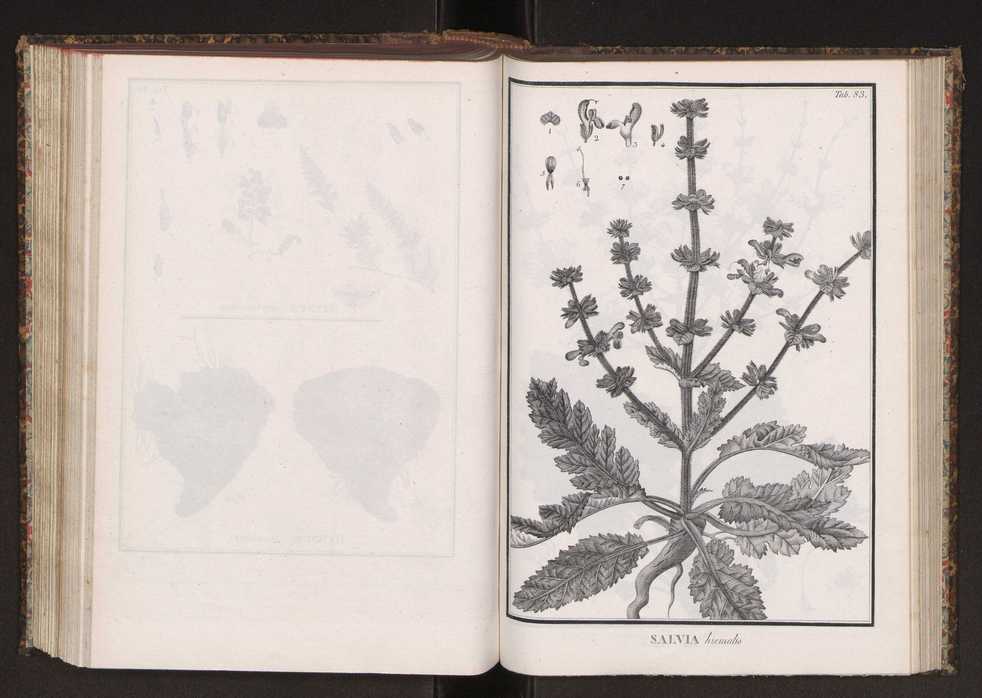 Phytographia lusitaniae selectior, seu novarum rariorum, et aliarum minus cognitarum stirpium, quae in Lusitania sponte' veniunt, ejusdemque floram spectant, descriptiones iconibus illustratae. Vol. 2 216