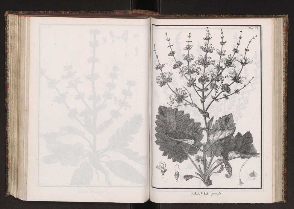Phytographia lusitaniae selectior, seu novarum rariorum, et aliarum minus cognitarum stirpium, quae in Lusitania sponte' veniunt, ejusdemque floram spectant, descriptiones iconibus illustratae. Vol. 2 217