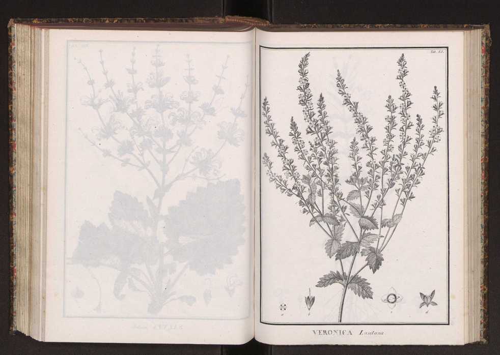 Phytographia lusitaniae selectior, seu novarum rariorum, et aliarum minus cognitarum stirpium, quae in Lusitania sponte' veniunt, ejusdemque floram spectant, descriptiones iconibus illustratae. Vol. 2 218