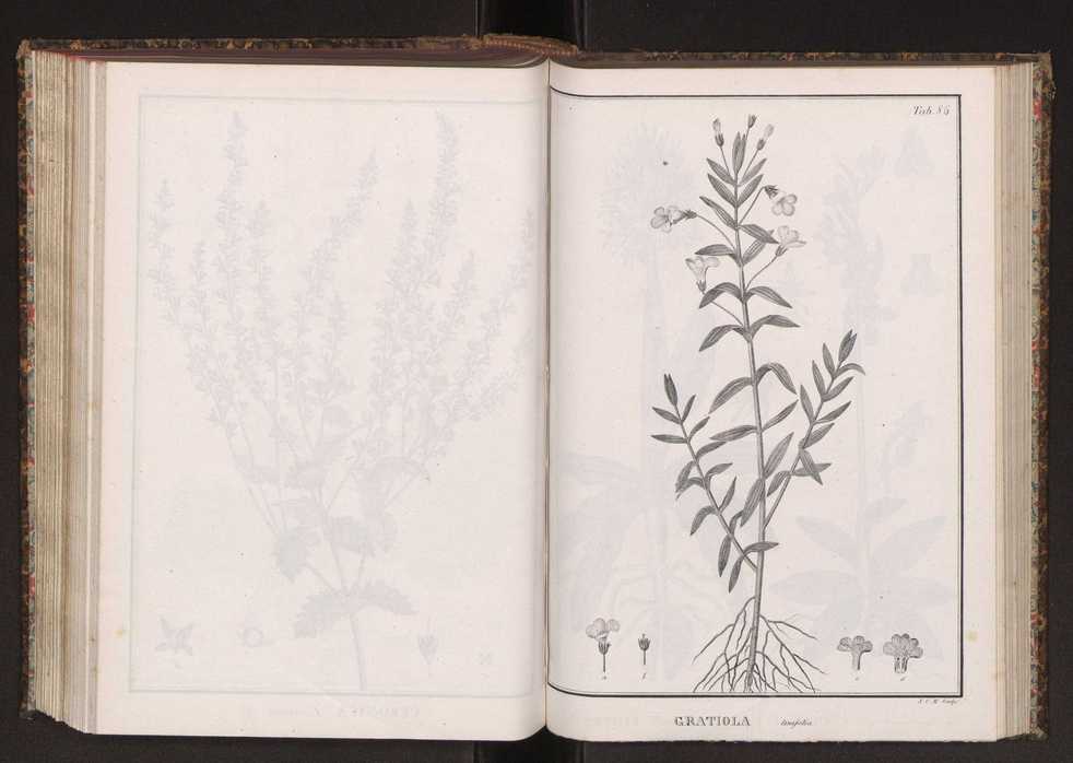 Phytographia lusitaniae selectior, seu novarum rariorum, et aliarum minus cognitarum stirpium, quae in Lusitania sponte' veniunt, ejusdemque floram spectant, descriptiones iconibus illustratae. Vol. 2 219