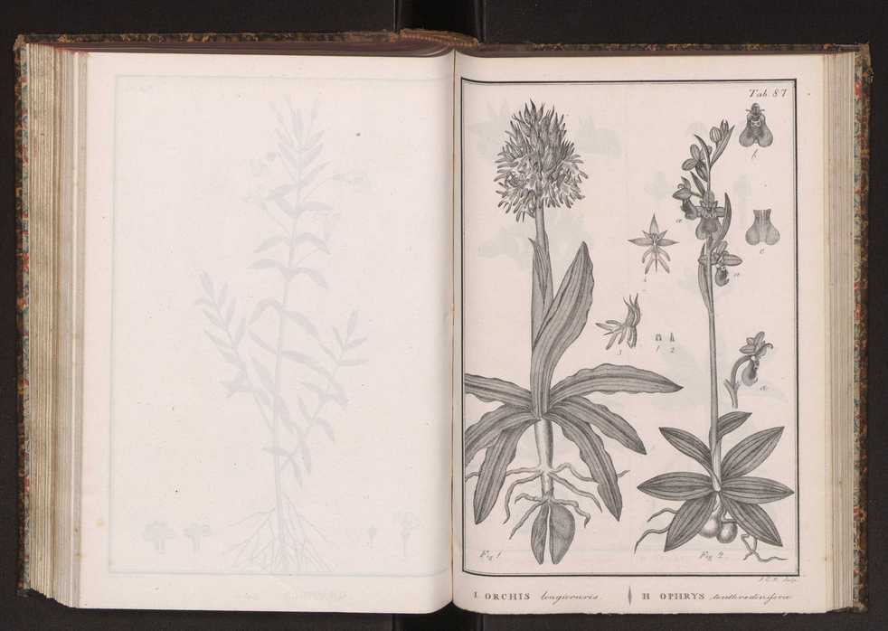 Phytographia lusitaniae selectior, seu novarum rariorum, et aliarum minus cognitarum stirpium, quae in Lusitania sponte' veniunt, ejusdemque floram spectant, descriptiones iconibus illustratae. Vol. 2 220