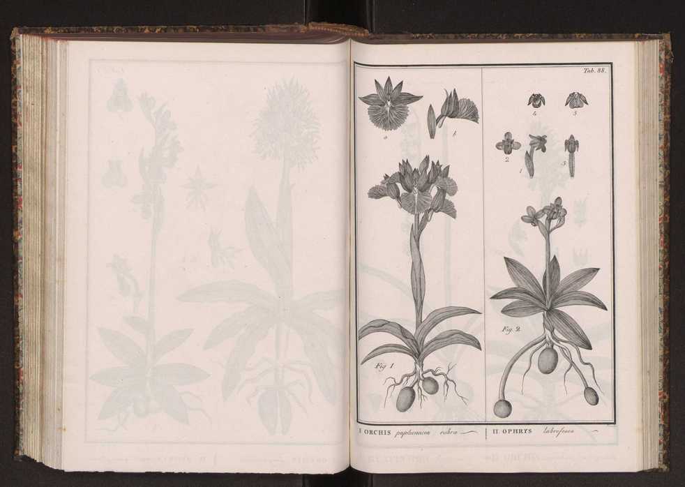 Phytographia lusitaniae selectior, seu novarum rariorum, et aliarum minus cognitarum stirpium, quae in Lusitania sponte' veniunt, ejusdemque floram spectant, descriptiones iconibus illustratae. Vol. 2 221