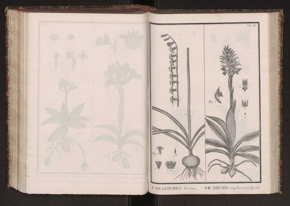 Phytographia lusitaniae selectior, seu novarum rariorum, et aliarum minus cognitarum stirpium, quae in Lusitania sponte' veniunt, ejusdemque floram spectant, descriptiones iconibus illustratae. Vol. 2 222