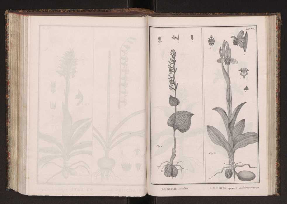Phytographia lusitaniae selectior, seu novarum rariorum, et aliarum minus cognitarum stirpium, quae in Lusitania sponte' veniunt, ejusdemque floram spectant, descriptiones iconibus illustratae. Vol. 2 223