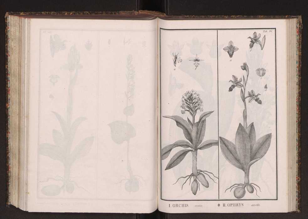 Phytographia lusitaniae selectior, seu novarum rariorum, et aliarum minus cognitarum stirpium, quae in Lusitania sponte' veniunt, ejusdemque floram spectant, descriptiones iconibus illustratae. Vol. 2 224