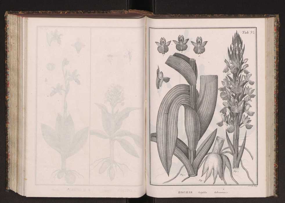 Phytographia lusitaniae selectior, seu novarum rariorum, et aliarum minus cognitarum stirpium, quae in Lusitania sponte' veniunt, ejusdemque floram spectant, descriptiones iconibus illustratae. Vol. 2 225