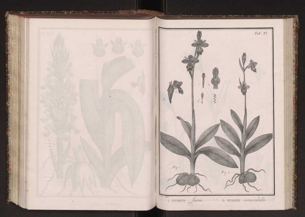Phytographia lusitaniae selectior, seu novarum rariorum, et aliarum minus cognitarum stirpium, quae in Lusitania sponte' veniunt, ejusdemque floram spectant, descriptiones iconibus illustratae. Vol. 2 226