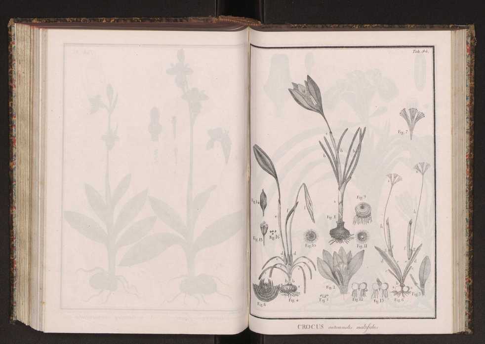 Phytographia lusitaniae selectior, seu novarum rariorum, et aliarum minus cognitarum stirpium, quae in Lusitania sponte' veniunt, ejusdemque floram spectant, descriptiones iconibus illustratae. Vol. 2 227