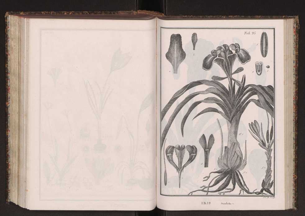 Phytographia lusitaniae selectior, seu novarum rariorum, et aliarum minus cognitarum stirpium, quae in Lusitania sponte' veniunt, ejusdemque floram spectant, descriptiones iconibus illustratae. Vol. 2 228