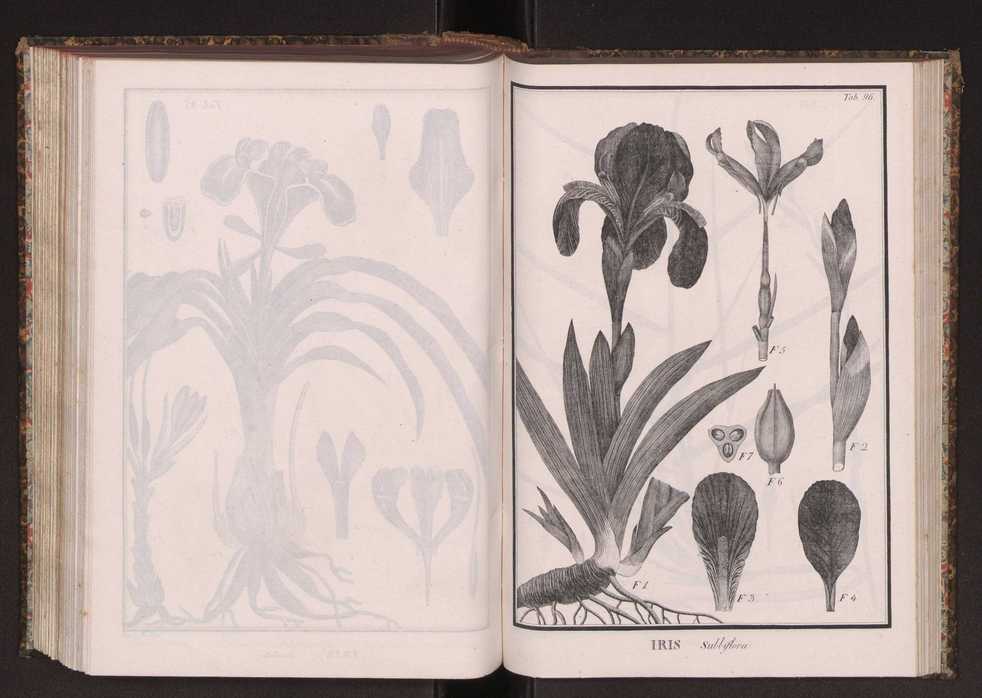 Phytographia lusitaniae selectior, seu novarum rariorum, et aliarum minus cognitarum stirpium, quae in Lusitania sponte' veniunt, ejusdemque floram spectant, descriptiones iconibus illustratae. Vol. 2 229