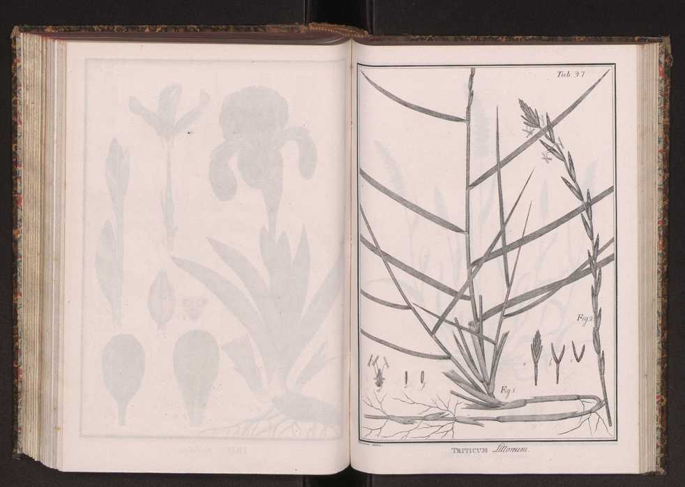 Phytographia lusitaniae selectior, seu novarum rariorum, et aliarum minus cognitarum stirpium, quae in Lusitania sponte' veniunt, ejusdemque floram spectant, descriptiones iconibus illustratae. Vol. 2 230