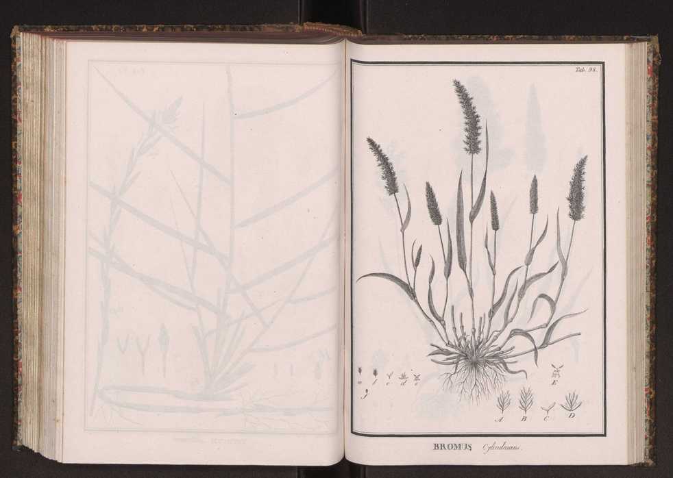 Phytographia lusitaniae selectior, seu novarum rariorum, et aliarum minus cognitarum stirpium, quae in Lusitania sponte' veniunt, ejusdemque floram spectant, descriptiones iconibus illustratae. Vol. 2 231