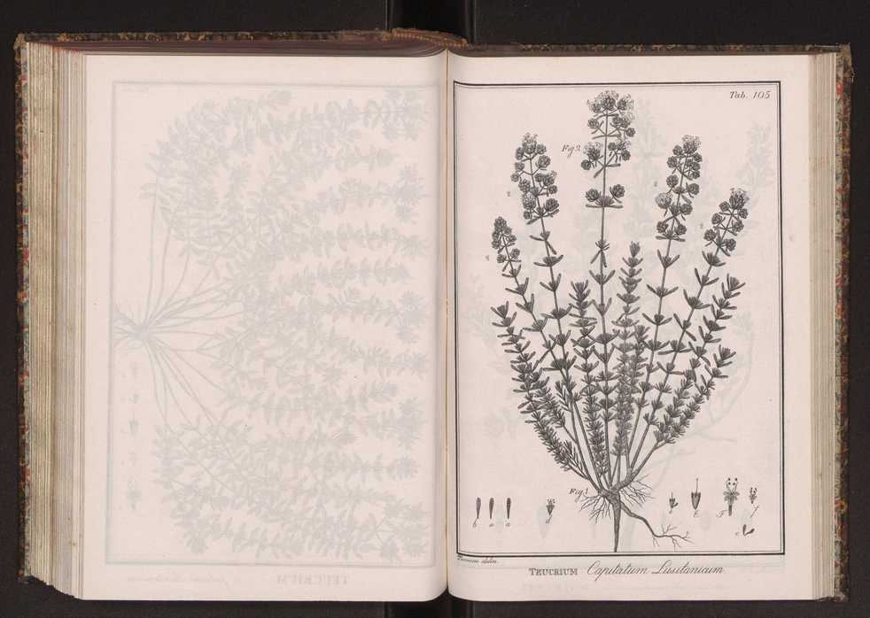 Phytographia lusitaniae selectior, seu novarum rariorum, et aliarum minus cognitarum stirpium, quae in Lusitania sponte' veniunt, ejusdemque floram spectant, descriptiones iconibus illustratae. Vol. 2 238