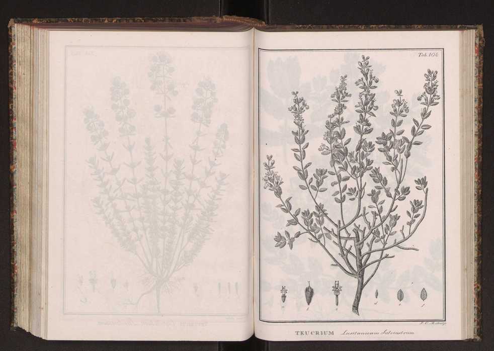Phytographia lusitaniae selectior, seu novarum rariorum, et aliarum minus cognitarum stirpium, quae in Lusitania sponte' veniunt, ejusdemque floram spectant, descriptiones iconibus illustratae. Vol. 2 239