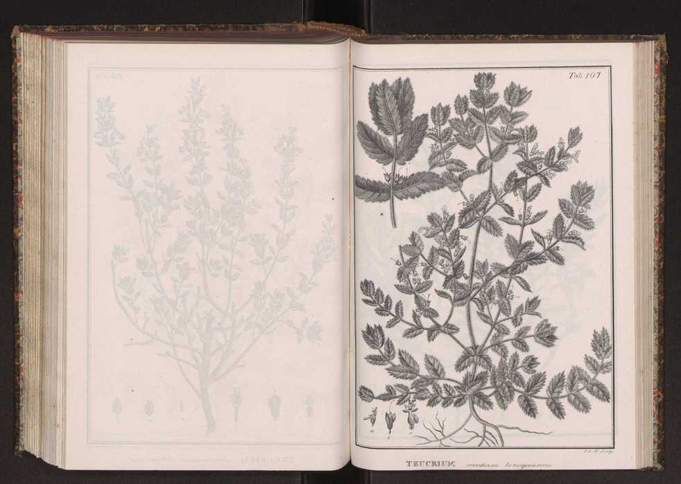 Phytographia lusitaniae selectior, seu novarum rariorum, et aliarum minus cognitarum stirpium, quae in Lusitania sponte' veniunt, ejusdemque floram spectant, descriptiones iconibus illustratae. Vol. 2 240