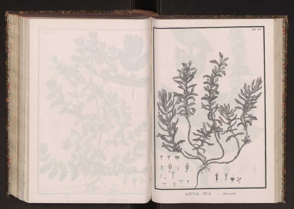 Phytographia lusitaniae selectior, seu novarum rariorum, et aliarum minus cognitarum stirpium, quae in Lusitania sponte' veniunt, ejusdemque floram spectant, descriptiones iconibus illustratae. Vol. 2 241