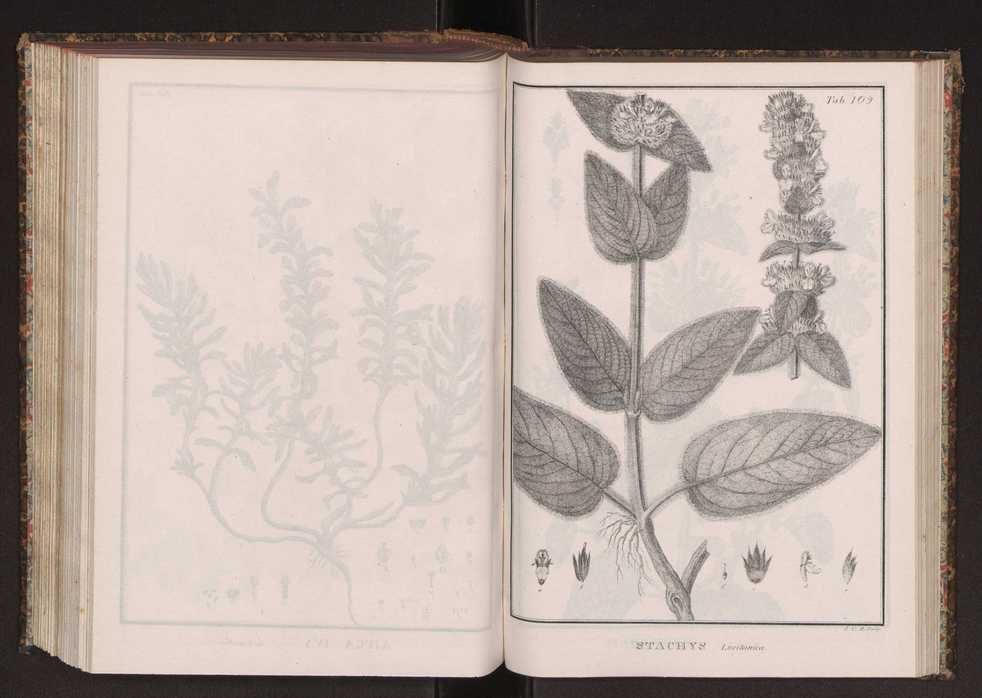 Phytographia lusitaniae selectior, seu novarum rariorum, et aliarum minus cognitarum stirpium, quae in Lusitania sponte' veniunt, ejusdemque floram spectant, descriptiones iconibus illustratae. Vol. 2 242