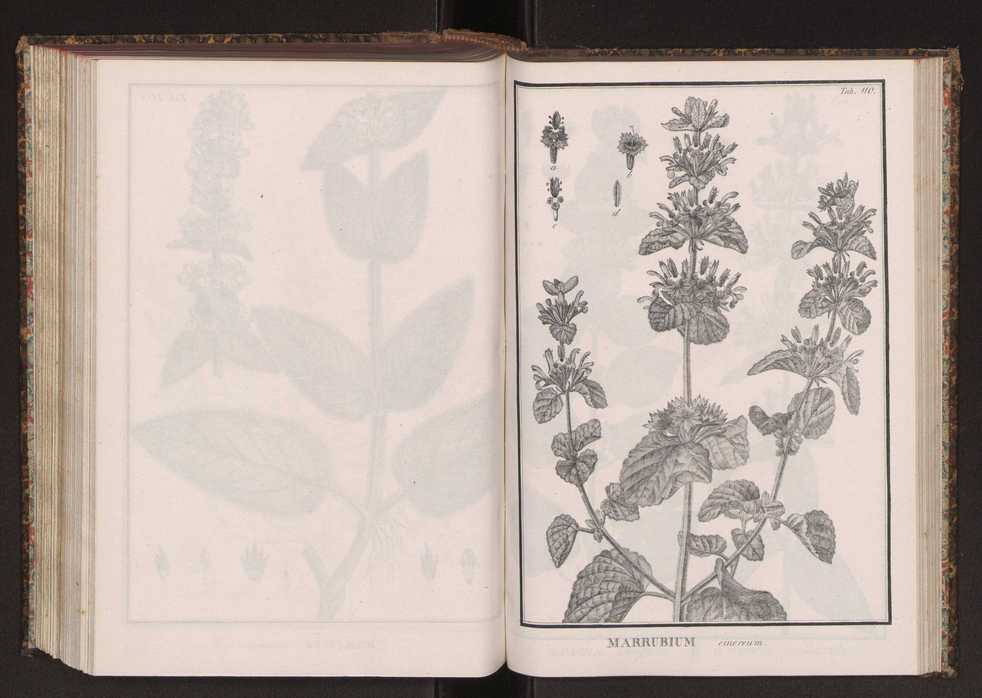 Phytographia lusitaniae selectior, seu novarum rariorum, et aliarum minus cognitarum stirpium, quae in Lusitania sponte' veniunt, ejusdemque floram spectant, descriptiones iconibus illustratae. Vol. 2 243