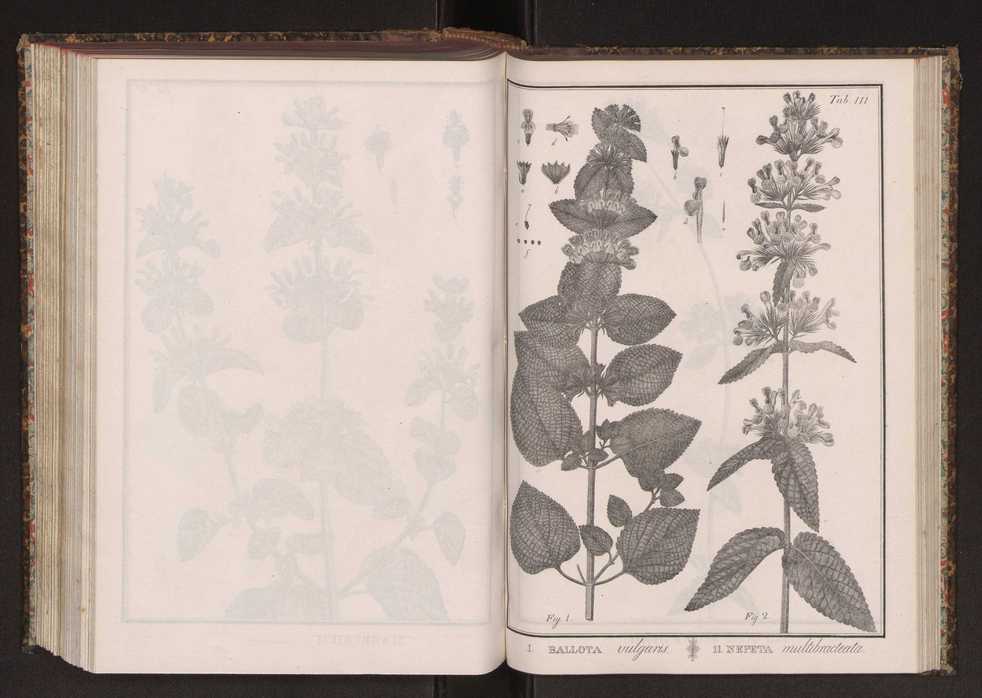 Phytographia lusitaniae selectior, seu novarum rariorum, et aliarum minus cognitarum stirpium, quae in Lusitania sponte' veniunt, ejusdemque floram spectant, descriptiones iconibus illustratae. Vol. 2 244