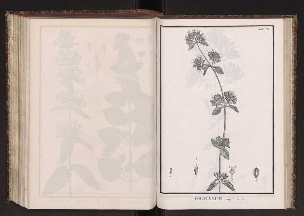 Phytographia lusitaniae selectior, seu novarum rariorum, et aliarum minus cognitarum stirpium, quae in Lusitania sponte' veniunt, ejusdemque floram spectant, descriptiones iconibus illustratae. Vol. 2 245