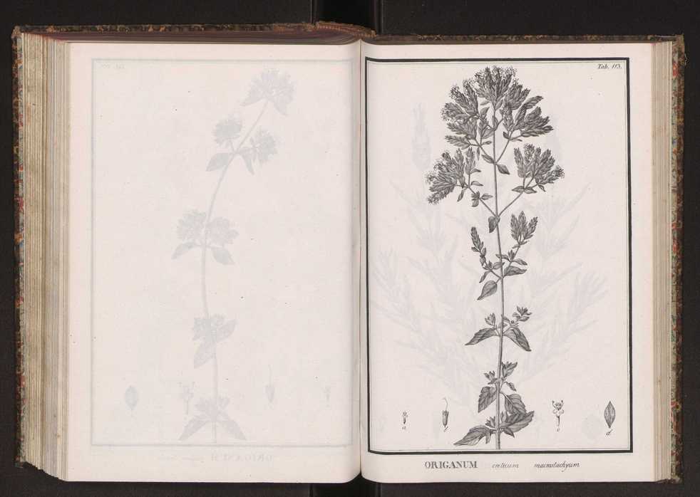 Phytographia lusitaniae selectior, seu novarum rariorum, et aliarum minus cognitarum stirpium, quae in Lusitania sponte' veniunt, ejusdemque floram spectant, descriptiones iconibus illustratae. Vol. 2 246