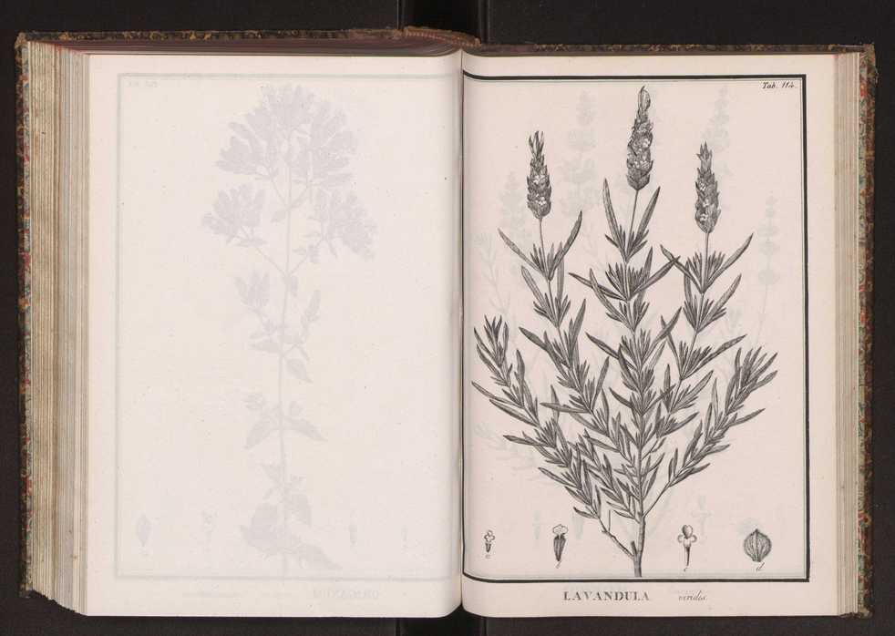 Phytographia lusitaniae selectior, seu novarum rariorum, et aliarum minus cognitarum stirpium, quae in Lusitania sponte' veniunt, ejusdemque floram spectant, descriptiones iconibus illustratae. Vol. 2 247