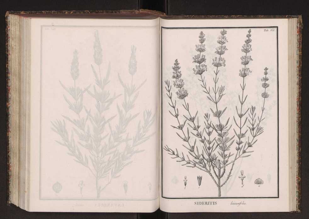 Phytographia lusitaniae selectior, seu novarum rariorum, et aliarum minus cognitarum stirpium, quae in Lusitania sponte' veniunt, ejusdemque floram spectant, descriptiones iconibus illustratae. Vol. 2 248